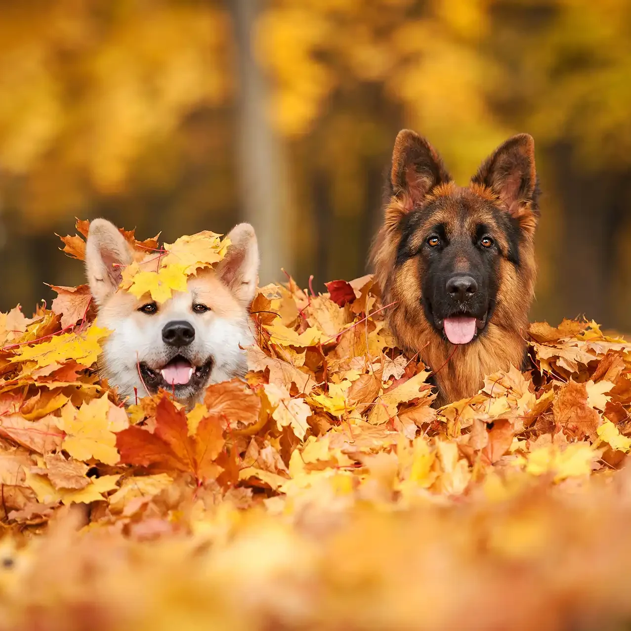 Vakantiehuisje met de hond huren in bos