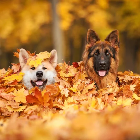 Vakantiehuisje met de hond huren in bos