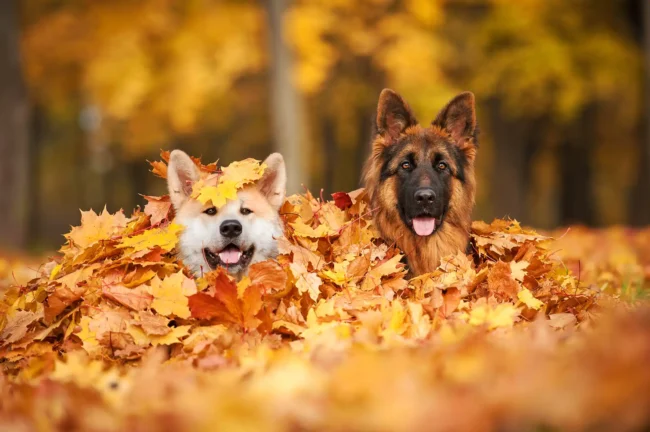 Vakantiehuisje met de hond huren in bos
